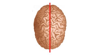 Left Brain vs Right Brain Test