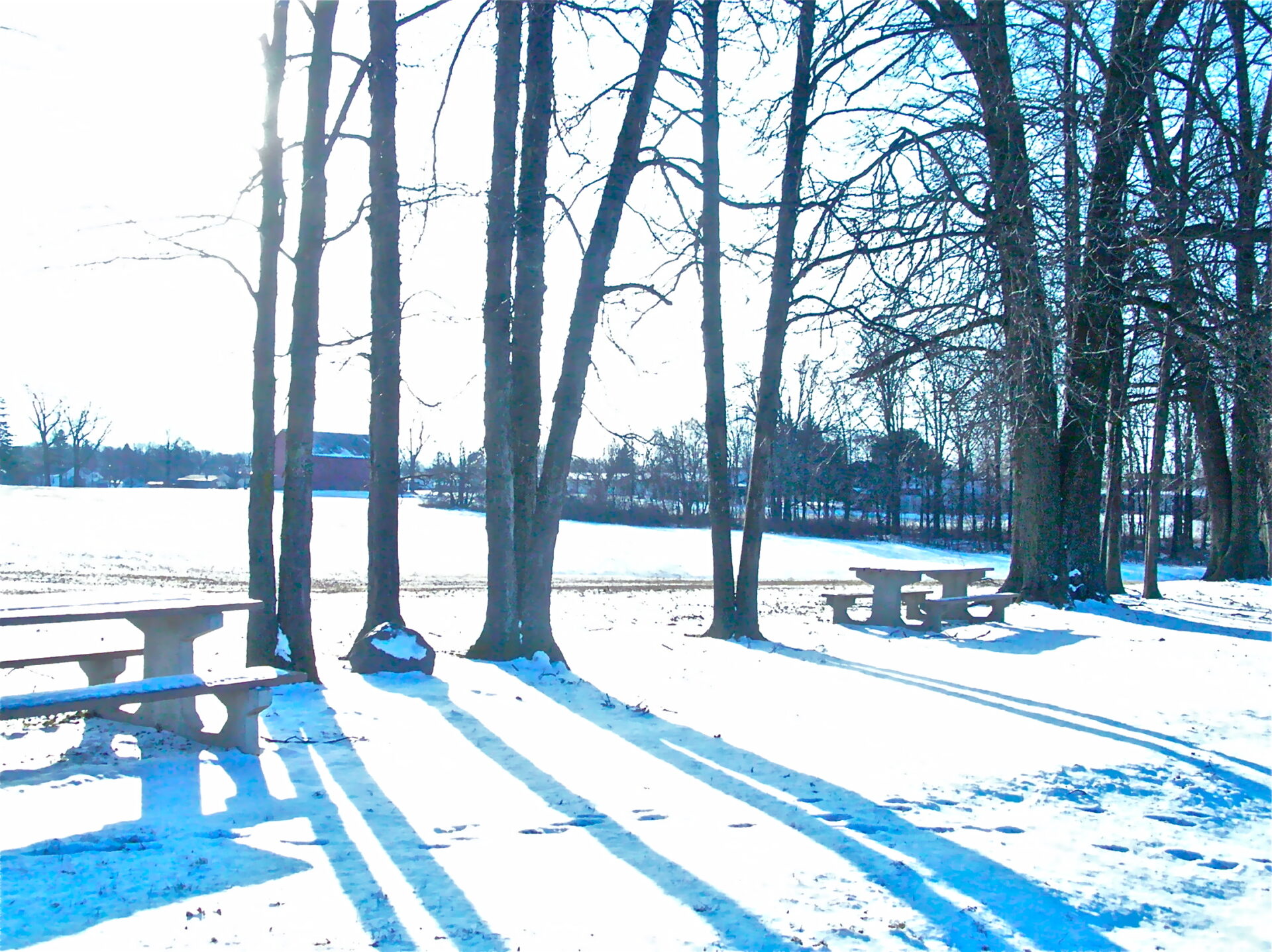 Trees in the snow in February