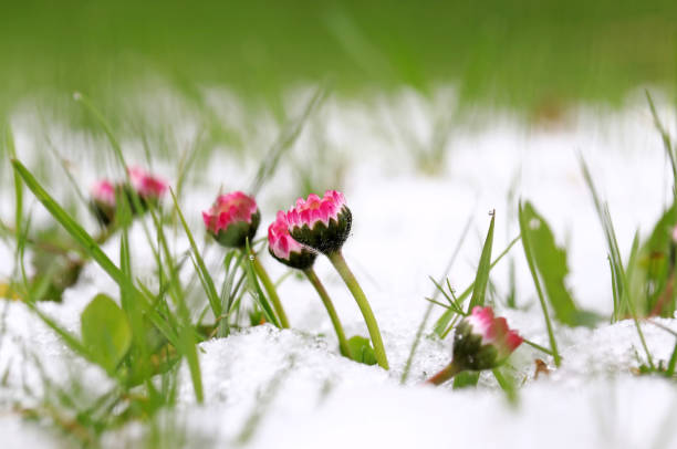 Snowfall in February. Daisy in the meadow under cold snow